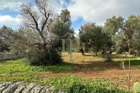 Terra a Carovigno, Brindisi, Carovigno - € 16.000 | Ref: Terreno Arrighi - foto 2